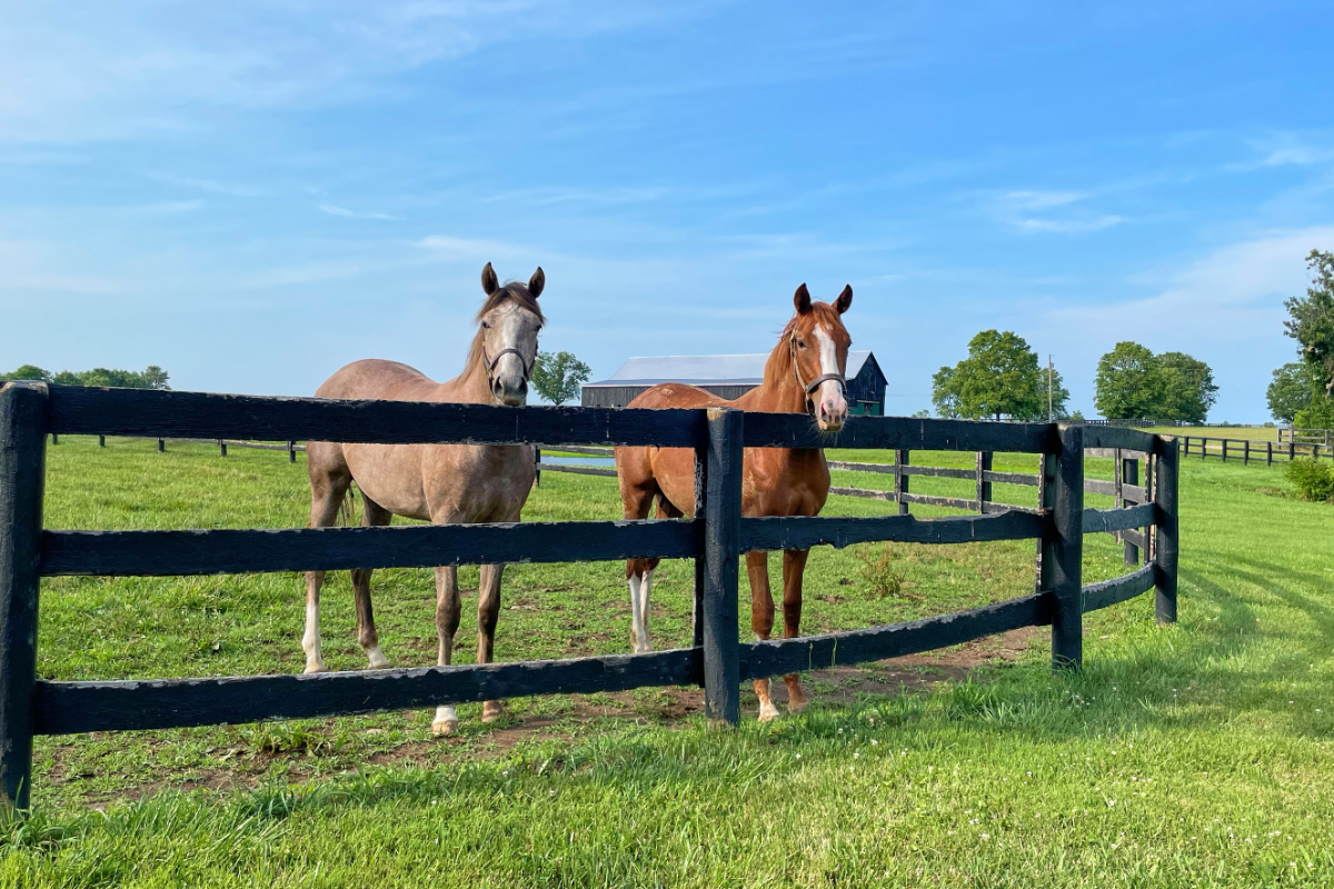 Louisville KY 003 1200X800